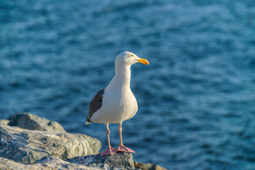 Ready to Hunt - A seagull standing on a seaside rock, with red flesh and blood still on its beak, looking towards sunset sea and planning for its next hunt. 
