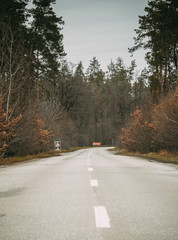 road in forest