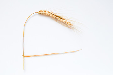 Wheat on white background, close up
