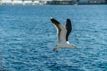 Seagull in Flight - A seagull standing on a rock at side of San Diego Bay, with Coronado Bridge in the background. San Diego, California, USA.