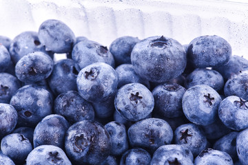 Freshly picked blueberries with drops of dew. Blueberries background