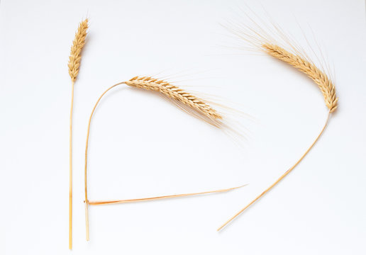 Wheat on white background, close up