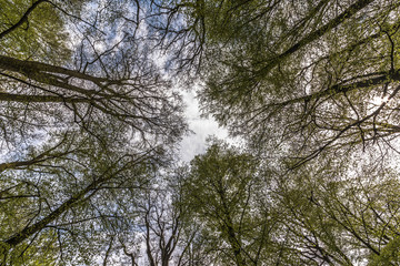 Wald mit Himmel