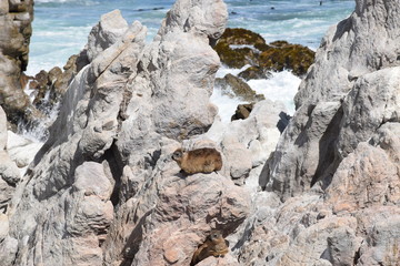 Dassie, Klippschliefer zwischen den Felsen