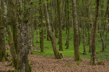 Fototapeta premium FRühlingswald