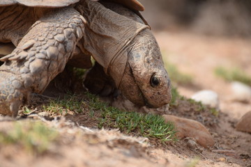 Obraz premium Afrikanische Landschildkröte beim fressen