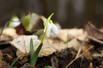 Spring snowdrop flowers blooming in sunny day