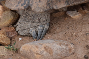Naklejka premium Afrikanische Landschildkröte, Fuß mit Krallen