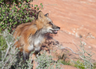Fototapeta premium A red fox is in the red rock desert of Southern Utah standing on the edge of the bushes looking out into the open.