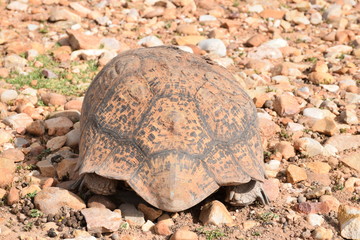 Afrikanische Landschildkröte