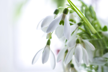 Spring snowdrop flowers blooming in sunny day