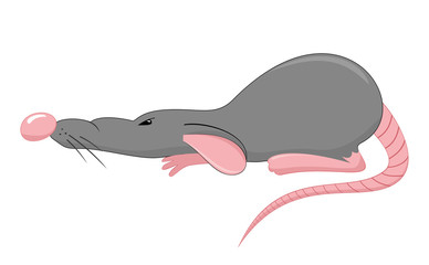 gray rat