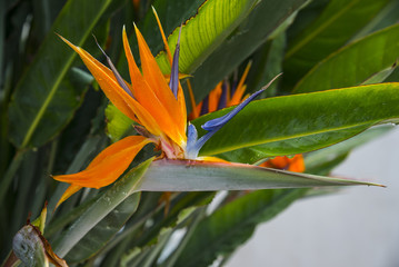 Strelitzia Reginae flower closeup. Bird of paradise flower