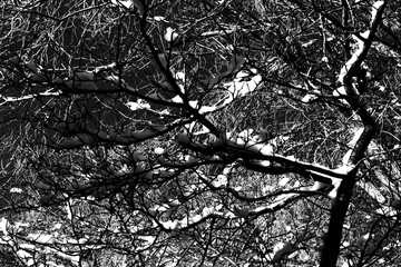 White Snow on Tree Branches