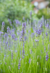 Garden with the flourishing lavender, summer time
