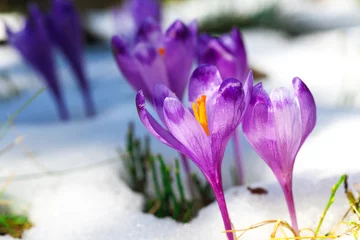 Papier Peint photo Crocus Purple crocus flowers in snow awakening in spring