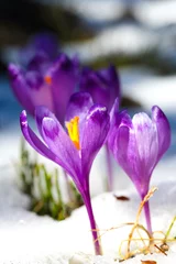 Door stickers Crocuses Purple crocus flowers in snow awakening in spring