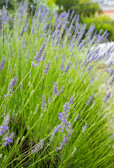 Blossoming Lavender in the garden