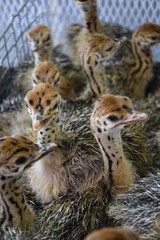 Straußenküken in einer Brutanlage