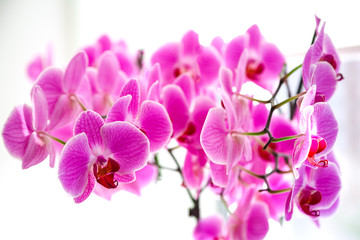 Naklejka na ściany i meble Lilac orchid on the window