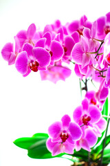 Fototapeta na wymiar Lilac orchid on the window
