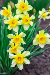 Fototapeta premium Narcissus spring yellow flowers on sunshine glade