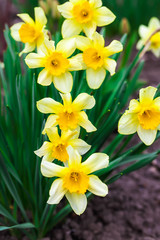 Narcissus spring yellow flowers on sunshine glade