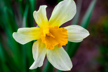 Narcissus spring yellow flowers on sunshine glade