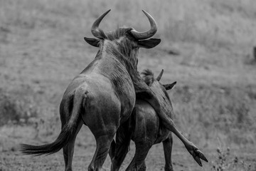 Wildebeest having sex and fun in Kruger