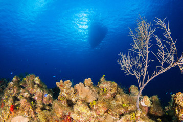 A boat has moored up above a tropical reef system in the deep blue water. The location is the Cayman Islands in the Caribbean and the intense sun can be seen shining through the water 