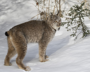 Canada Lynx at Triple D Game Farm Montana