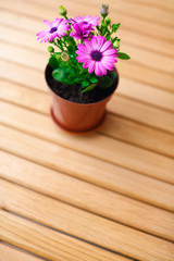 beautiful purple daisies with space for text