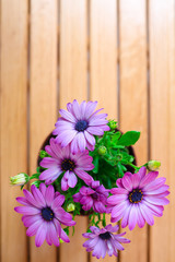 beautiful purple daisies with space for text