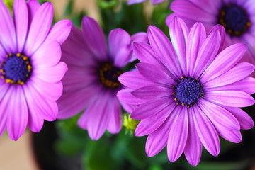 Obraz premium Vibrant beautiful purple daisies.