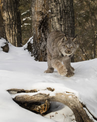 Canada Lynx at Triple D Game Farm Montana