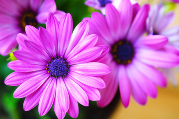 Obraz premium Vibrant beautiful purple daisies.