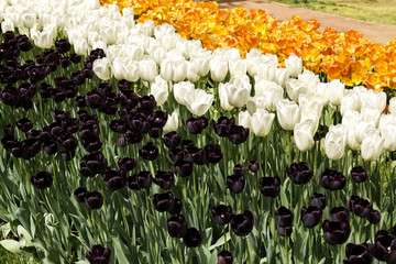 Black, white and orange tulips blossom in the park