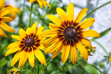 Obraz premium beautiful orange daisy in the garden