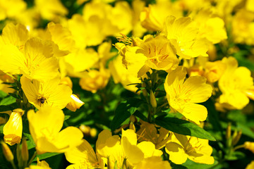 Obraz premium yellow flower close up at day
