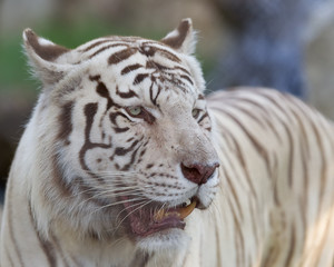 Fototapeta na wymiar White tiger posing