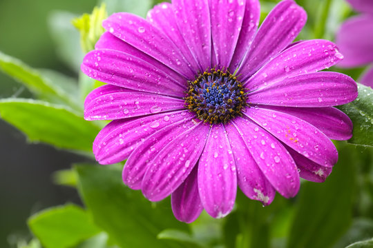 beautiful purple daisy in the morning dew