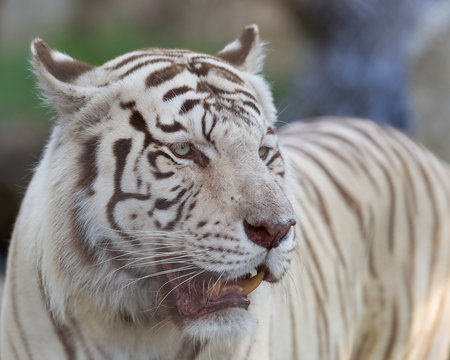White tiger posing