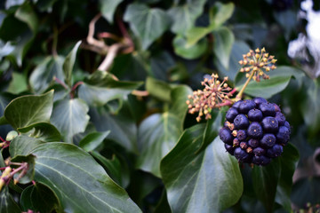 Beeren an einem mit Efeu überwachsenen Baum