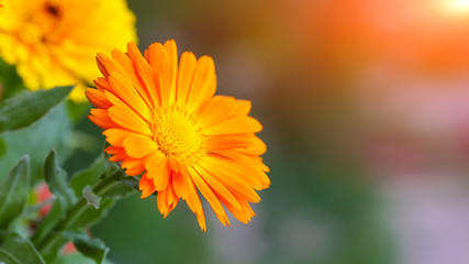 beautiful orange daisy in the garden