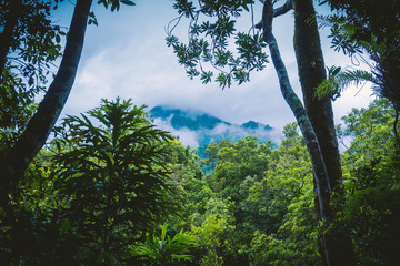 Clouds in the rainforest