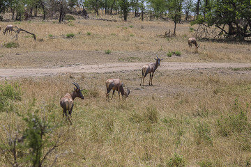 Fototapeta na wymiar Three Impalas on the Serengeti 0152