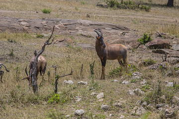 Impala looking Serengeti 0154