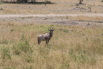 Naklejka na ściany i meble Impala in the Serengeti 0149