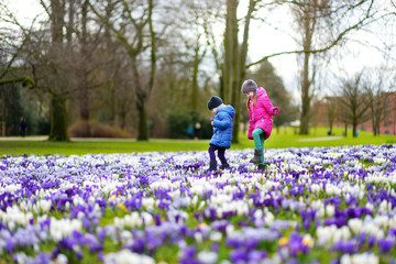 Two little sisters picking crocus flowers on beautiful blooming crocus meadow on early spring