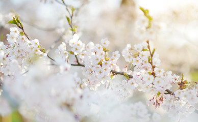 Beautiful cherry tree blossoming on spring
